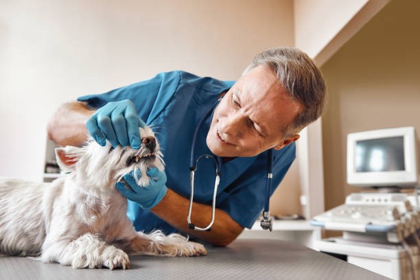 Best Emergency Treatment for Dental Infections or Abscesses in Progress Village, FL